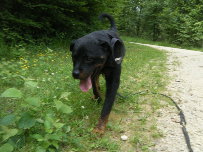 CALY ROTTWEILER née en 2007 Refuge du Mordant Caly_112