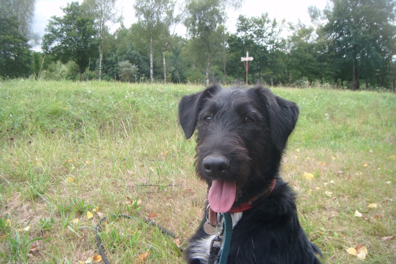 HAVANA Airedale X Border Collie née en mai 2012 Refuge du Mordant Grands21