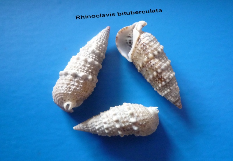 Rhinoclavis bituberculata (G. B. Sowerby II, 1866) Bitube10