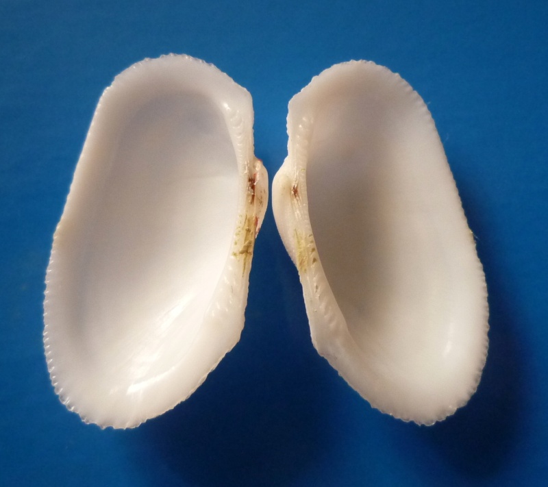 Gastrochaenidae : Gastrochaena cuneiformis - Spengler, 1783 Cuneif13