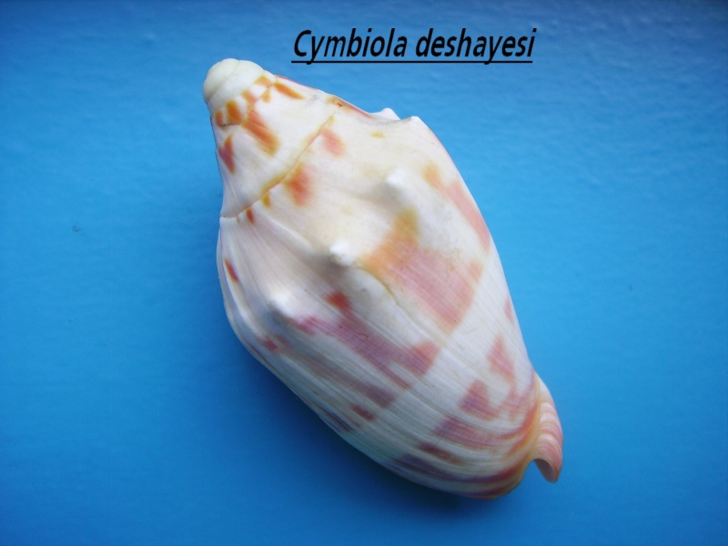 Cymbiola deshayesi - (Reeve, 1854) Deshay10