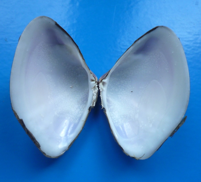 Tivela dentaria (Lamarck, 1818)  Glabra16