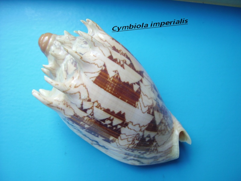 Cymbiola imperialis - (Lightfoot, 1786) Impari10
