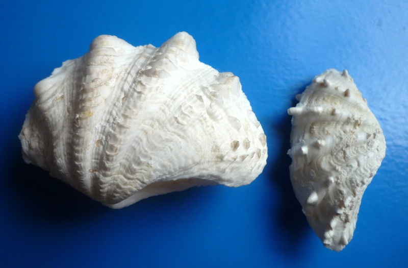 Cardiidae Tridacninae Tridacna maxima - (Röding, 1798) Maxima14