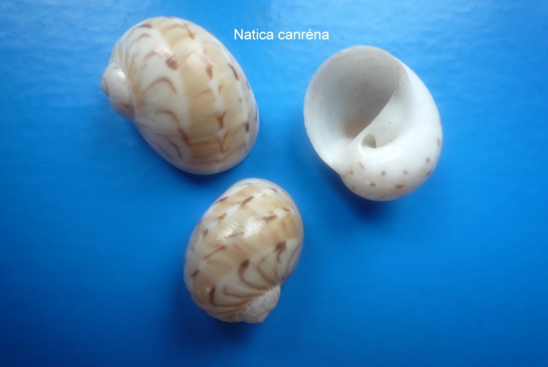 Naticarius canrena (Linnaeus, 1758) Natica10