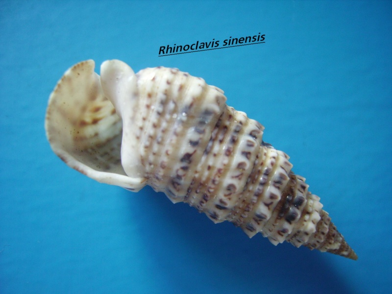 Rhinoclavis sinensis (Gmelin, 1791) Sinens11