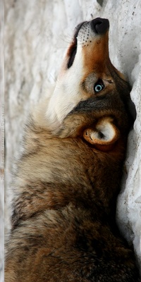 Muse, brown fur and blue eyes [ Finie. ] Image_10