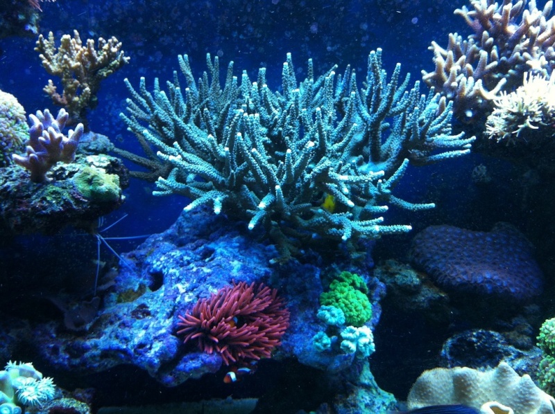 AsTa's New Reef  - Page 3 Img_0611