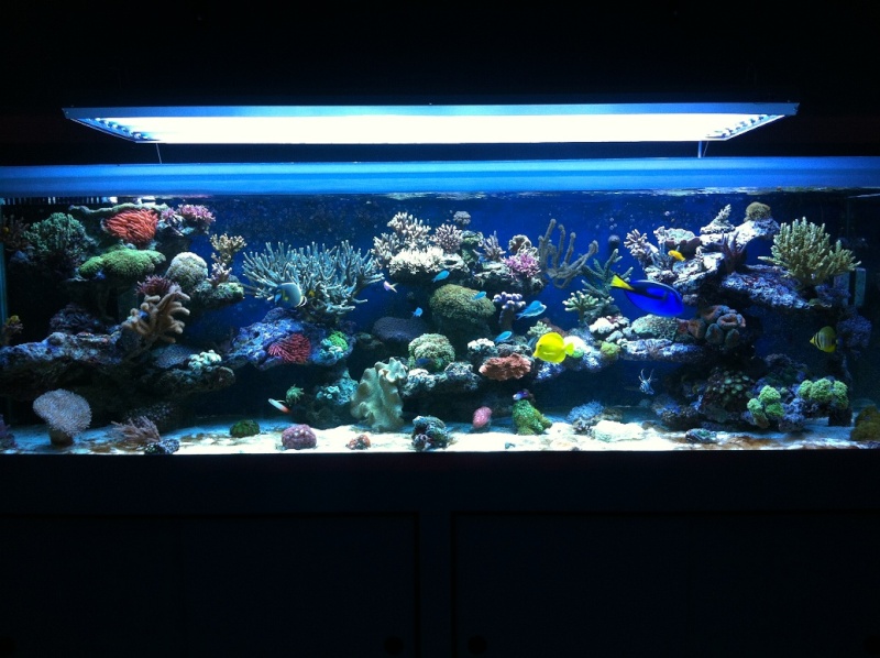 AsTa's New Reef  - Page 3 Img_0615