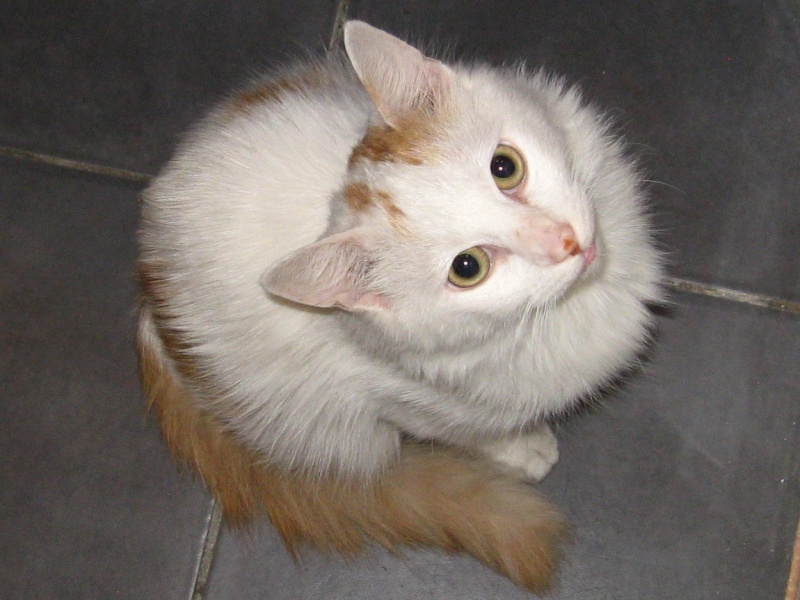 Trouvé place du Cantal à Colomiers chat blanc avec du roux