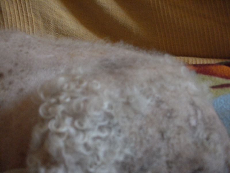 PRINCESSE BICHON F NEE 98 REFUGE DE FILEMON 80 AMIENS - Page 6 Pict1711