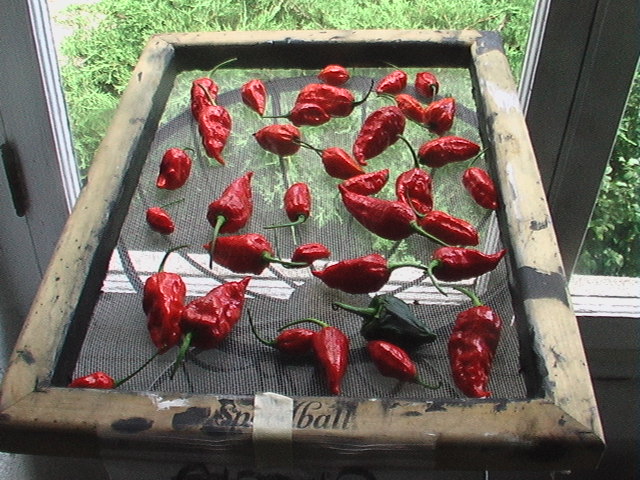 really hot peppers - Page 2 2012-010