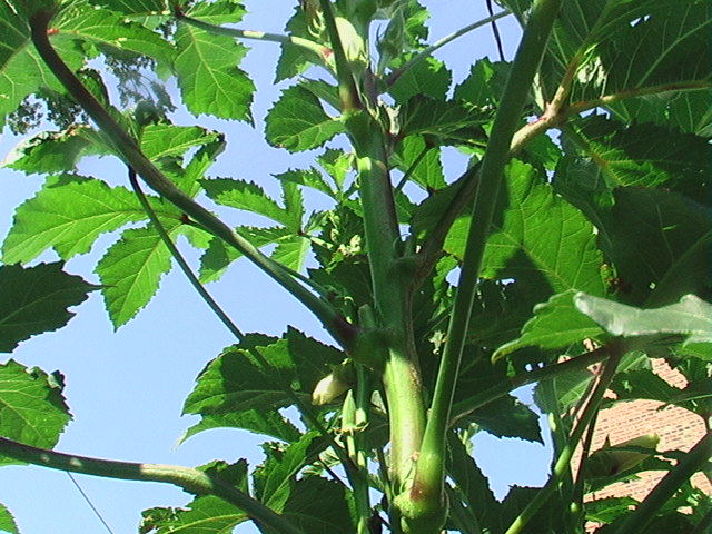 Western Mountains and High Plains: I Got Okra! 2012-018