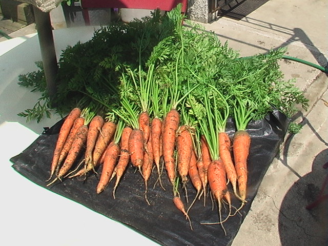 Carrot Week 2012! - Page 15 Imga0710