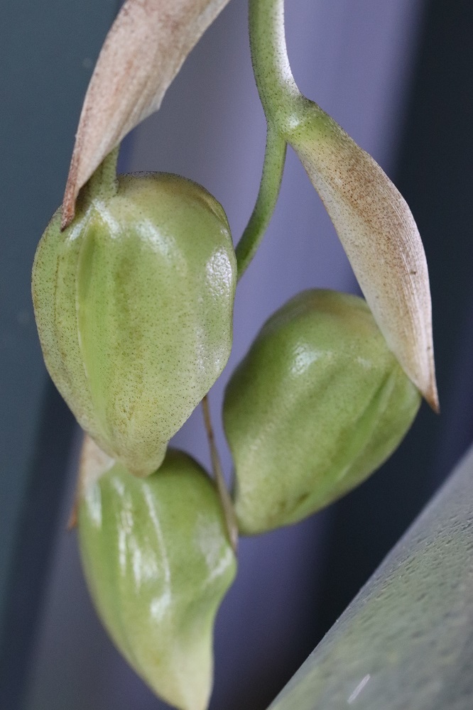 [résolu]Stanhopea sp. =graveolens Img_0412