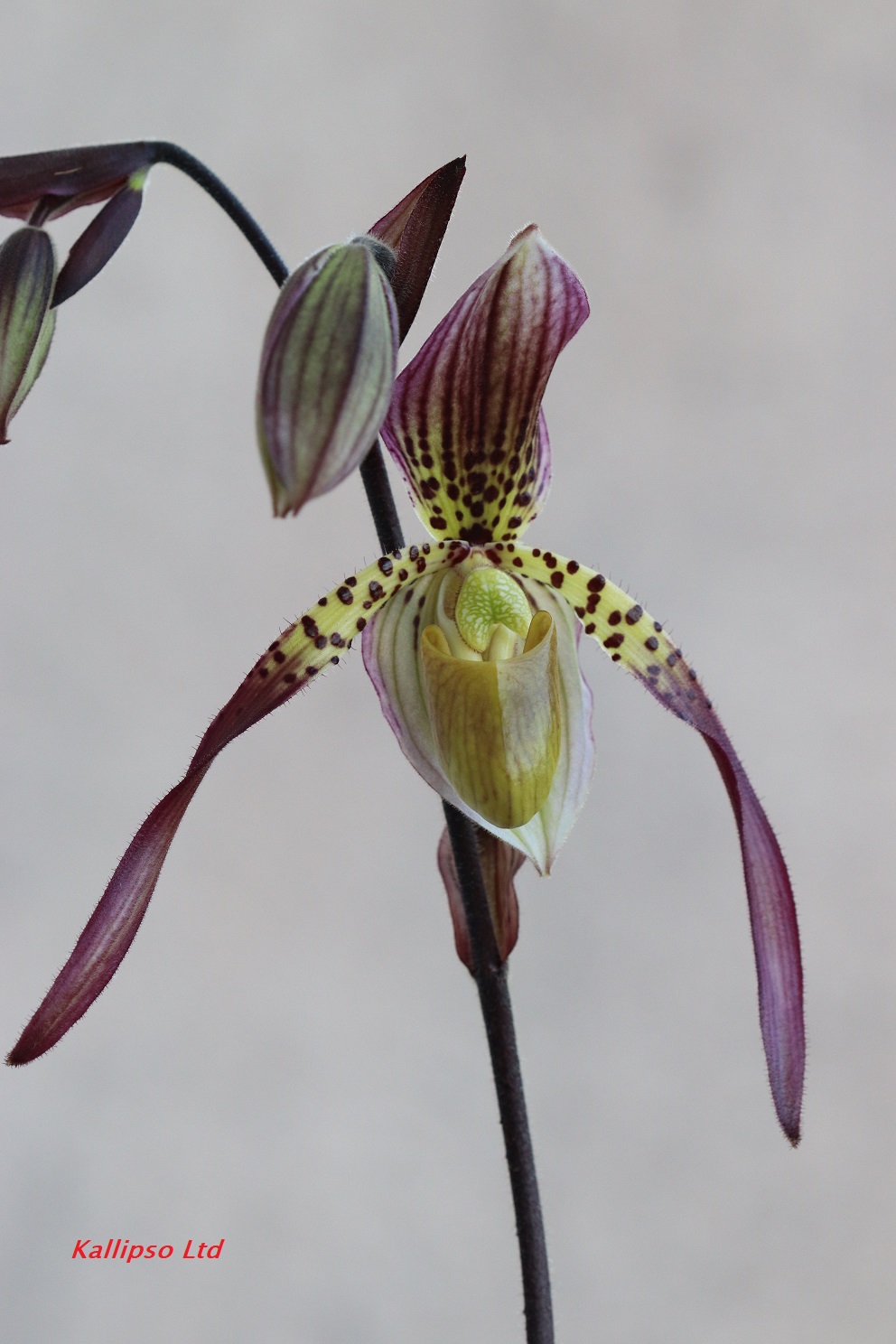 Paphiopedilum Lebaudyanum Lebaud10