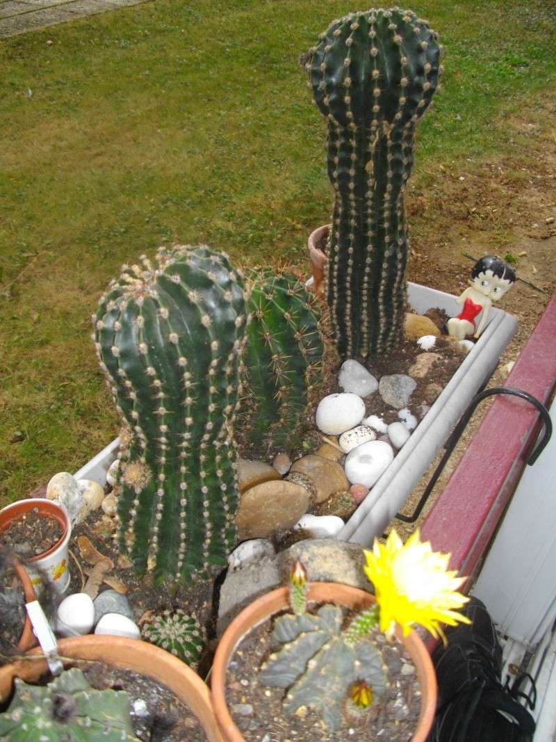 Trop de bb cactus ! Imgp3410