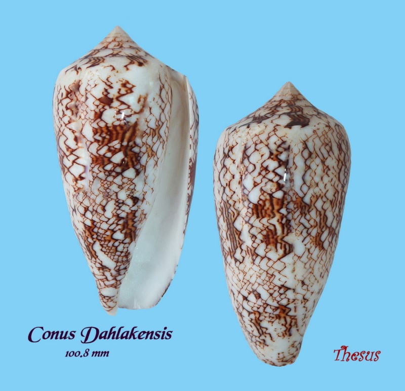 Conus (Cylinder) neovicarius da Motta, 1982 Copie_16