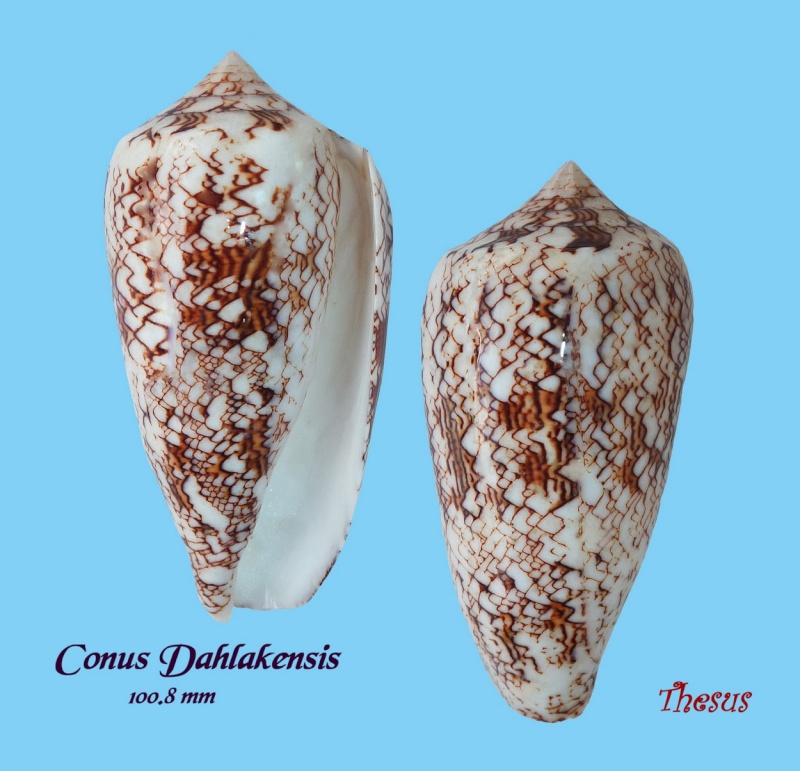 Conus (Cylinder) neovicarius   da Motta, 1982 Copie_16