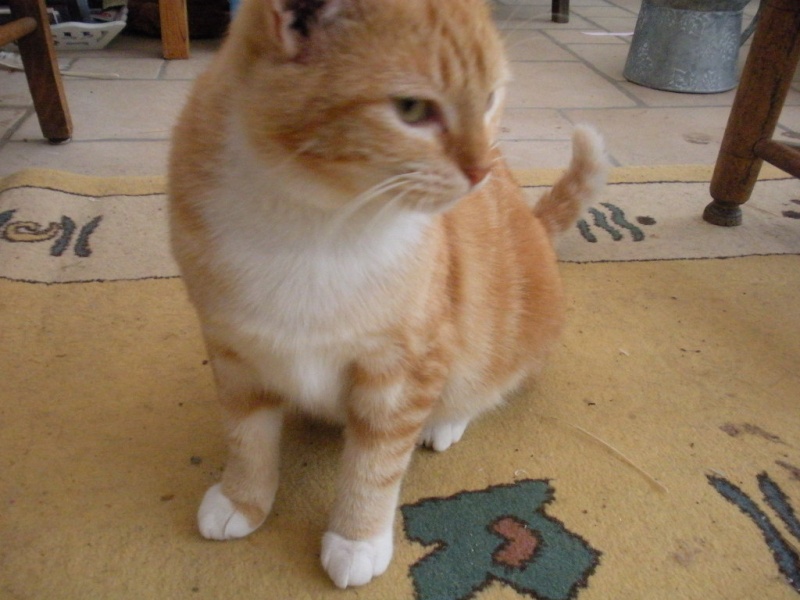 Nesquick, chatte rousse et blanche née vers 2008 Dscn2610