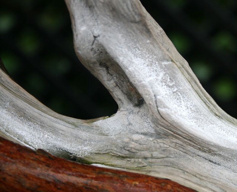 aging bark - Aging deadwood with winter in a can 00611