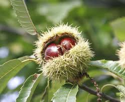 "Real" Chestnut Tree. What to do with it? Untitl10