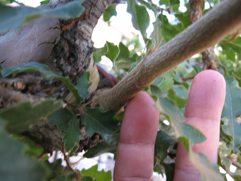 Quercus cerris Img_4318