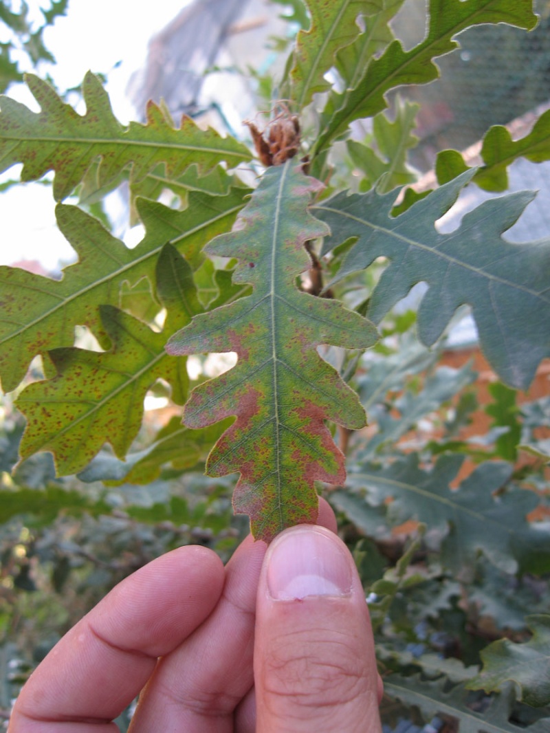 Quercus cerris Img_4321