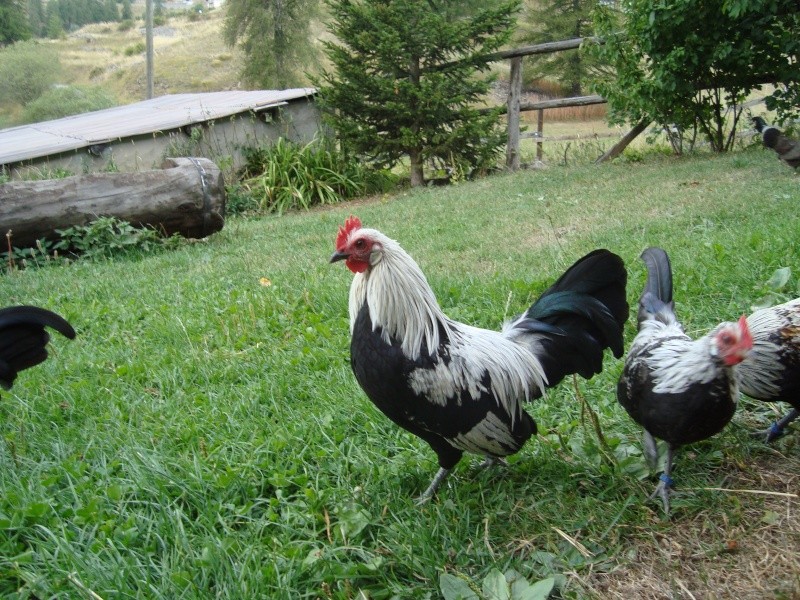 poule - Petite question sur la poule hollandskriel argentée. Poussi14