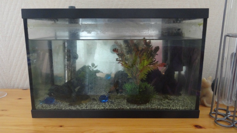 Projet de petit aquarium Aqua10
