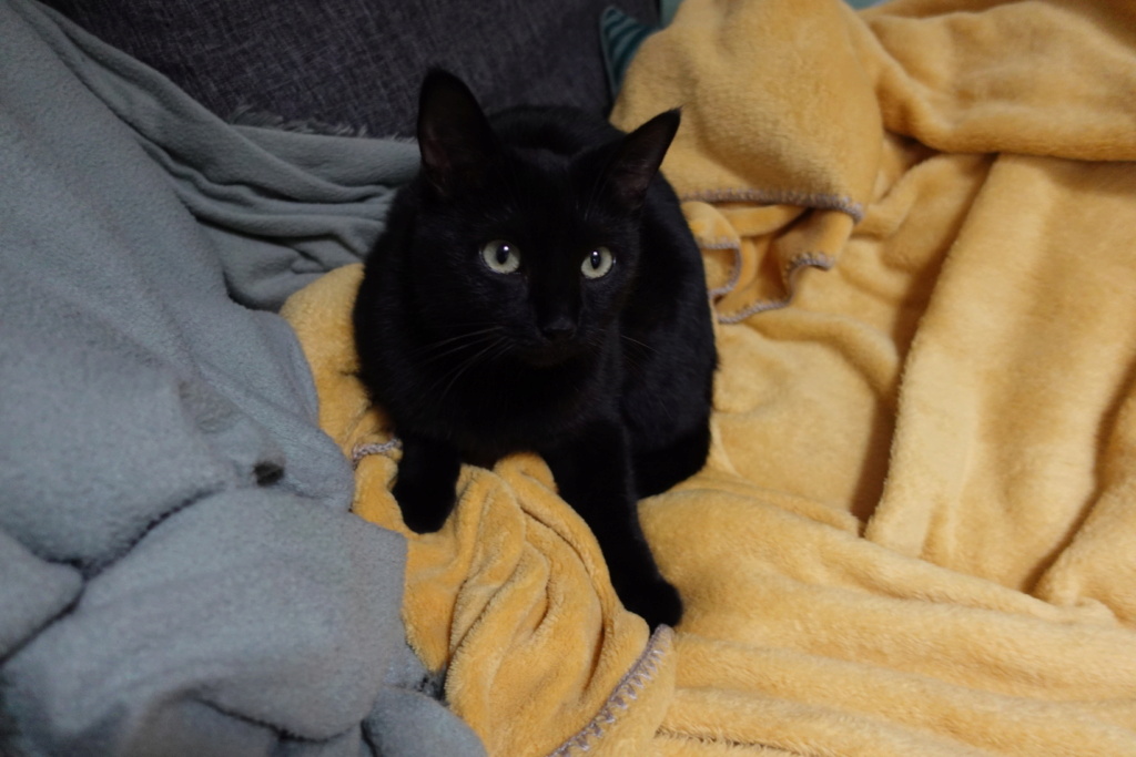 PIPOUNE, CHATTE NOIRE DE TYPE EUROPEEN,  née en janvier 2019 Dsc00410