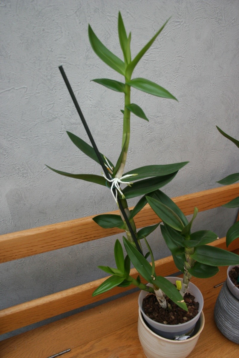 Dendrobium de type phalaenopsis thai black Img_3117