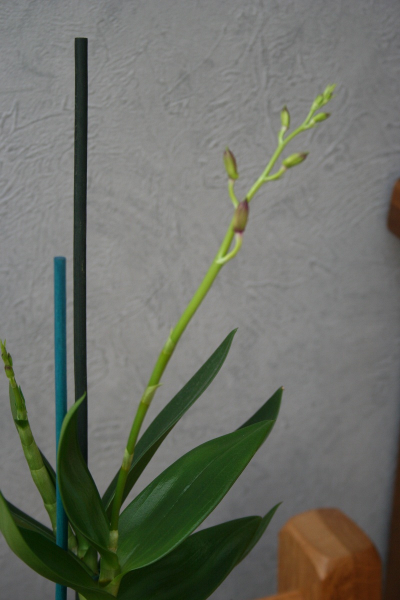 Dendrobium de type phalaenopsis thai black Img_3119