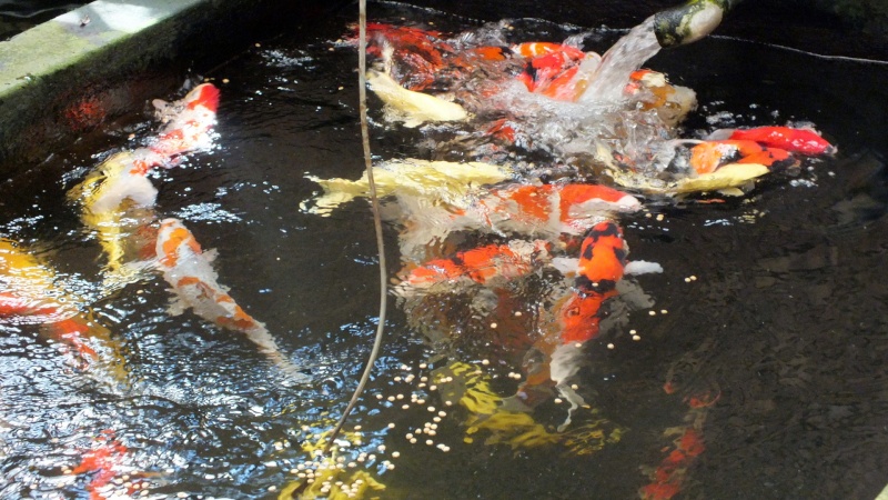 Pongoi Koi Food Fish_h10