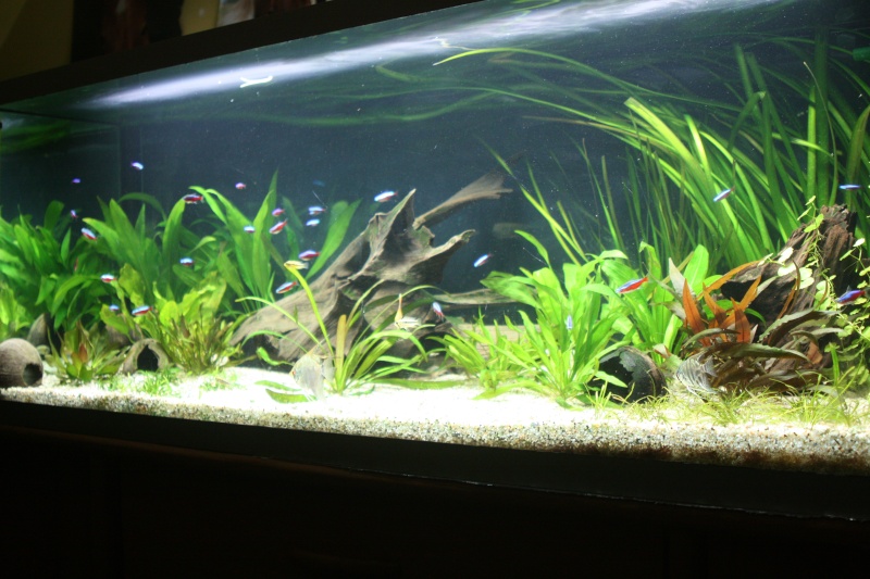 350l biotope amazonien - Page 2 04310