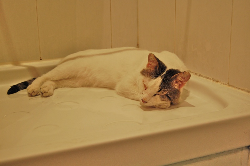 Trouvé chat blanc oreilles et queue tigrées à Marseille non identifié non stérilisé Dsc_0010