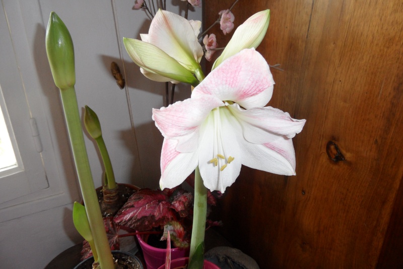 Amaryllis (hippeastrum) -culture, entretien, floraison - Page 2 00415