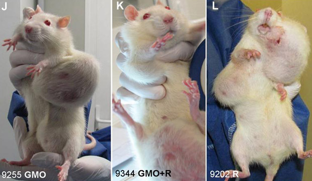 Oui ! Les OGM sont des poisons! (photos de souris difformes!..) 44220810