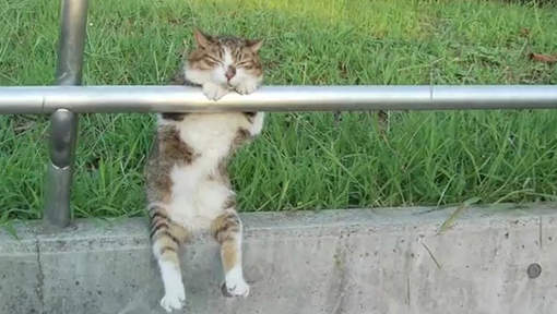 Vidéo-zen : "Le chat le plus cool du monde" ! Media_21