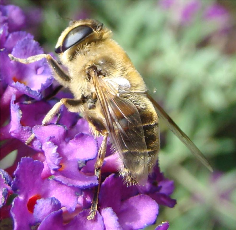 [Eristalis tenax] Eristale Dsc07910