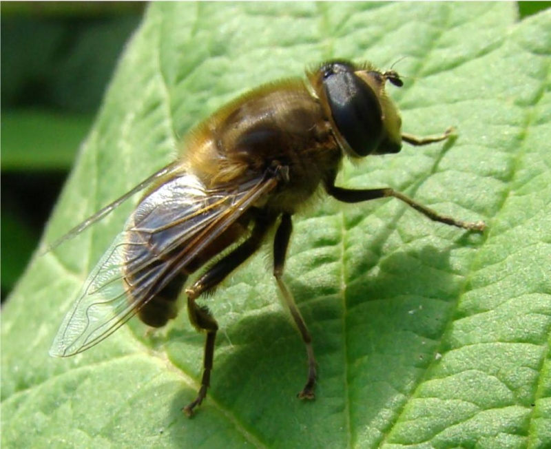 [Eristalis tenax] Criorhina floccosa Dsc08610