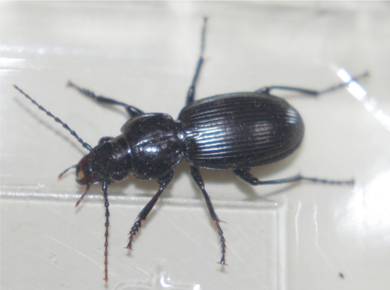 Pterostichus ? Imgp6210