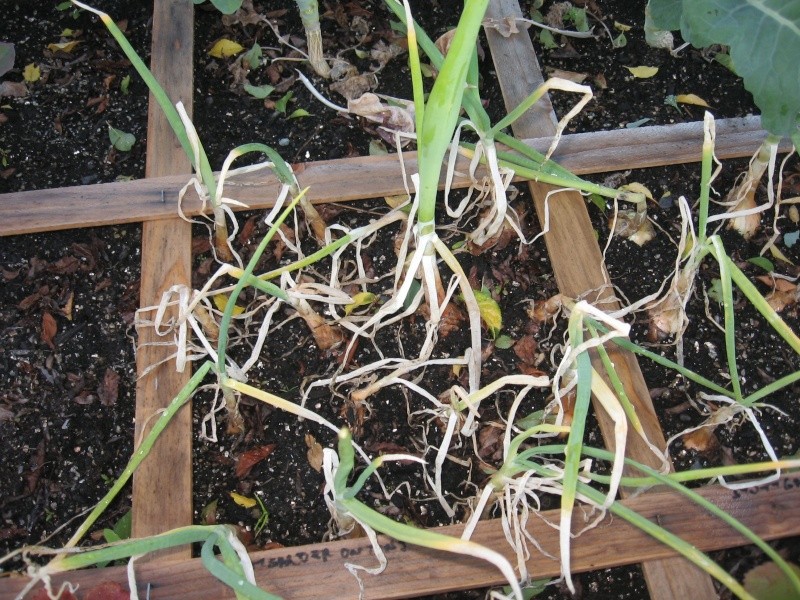 Poor SFG :( Garden16