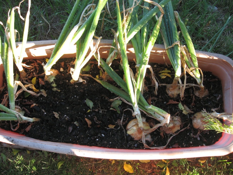 Poor SFG :( Garden19