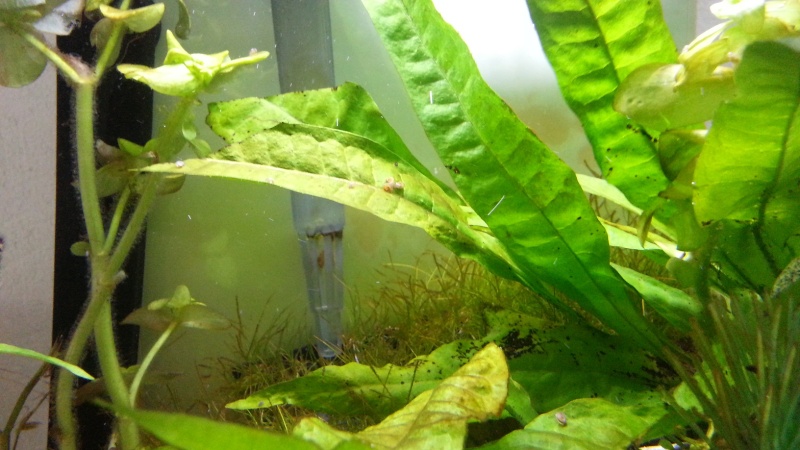 escargots et algues dans un nano Aqua10