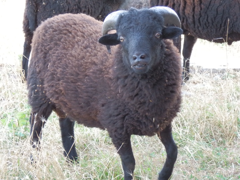 ouessant - Bonjour je vends trois beaux agneaux d'ouessant en Aveyron P8250014