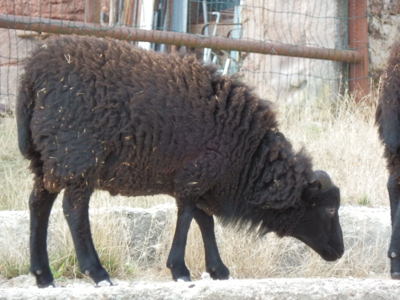 ouessant - Bonjour je vends trois beaux agneaux d'ouessant en Aveyron P8250016
