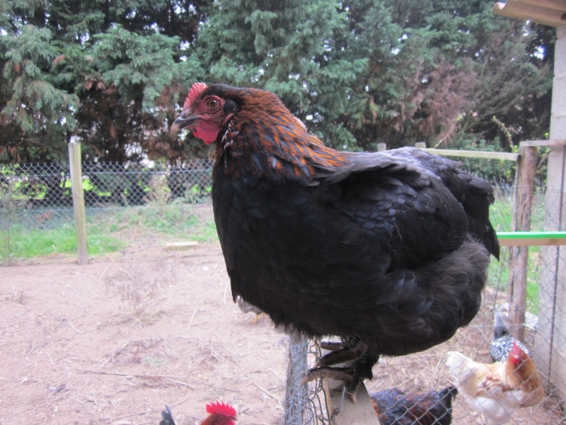 mes marans Img_3314