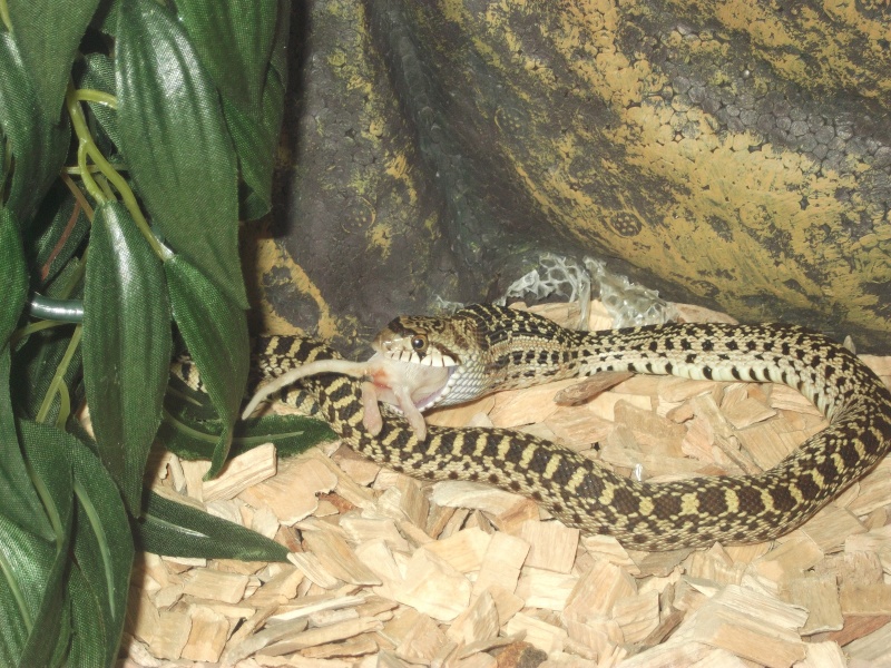mes serpents mon python et mon pituophis serpent taureau!! Dscf1112
