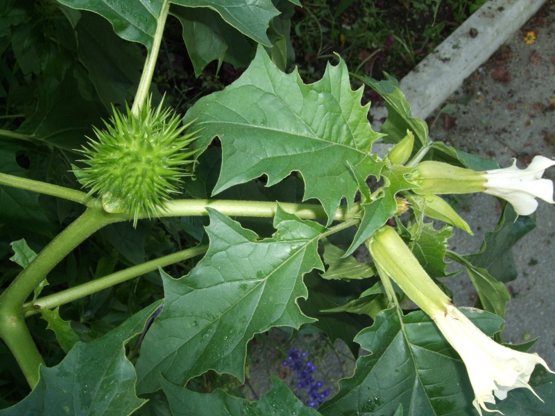 qui sait ?....Datura stramoine Dscf0211